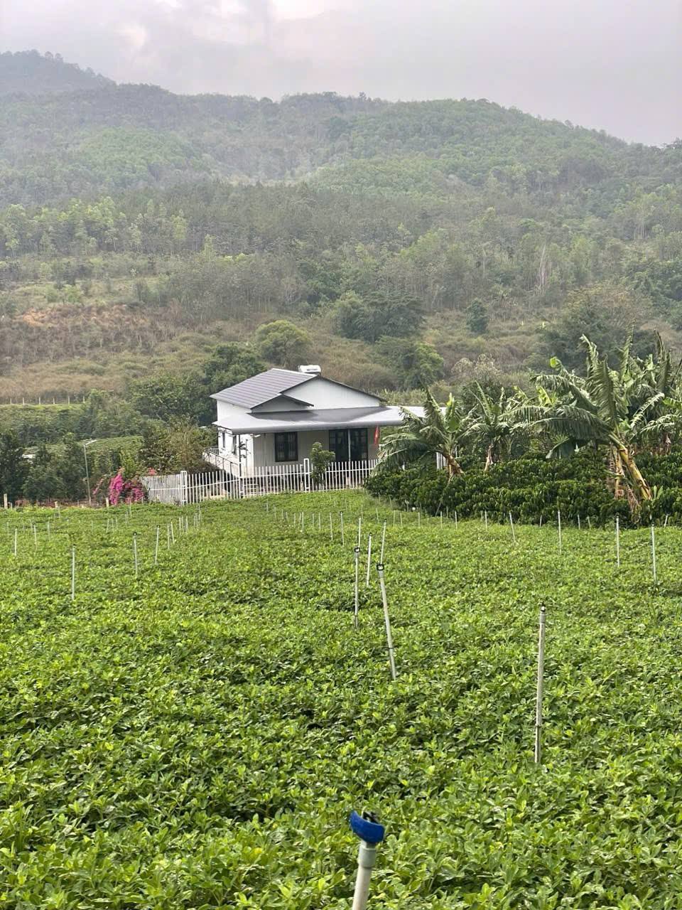 Cần tiền Bán gấp Căn Nhà vườn cạnh Sân Bay Liên Khương, Đức Trọng chỉ 3.5 tỷ - Ảnh 4